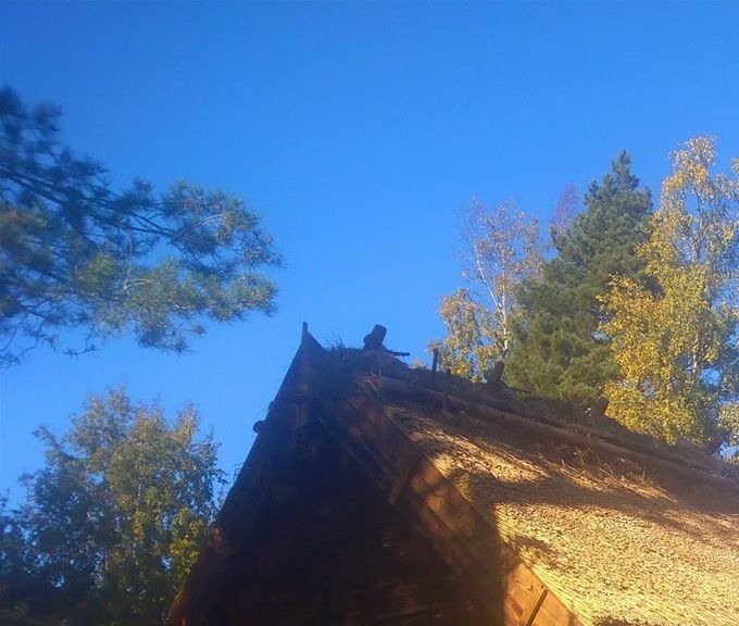 Nu har det gått två månader sedan taket blev klart. Träden börjar få höstfärger och vassen lyser som guld i solen.